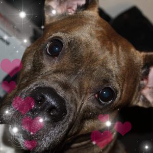 Meet your Posher, Viola